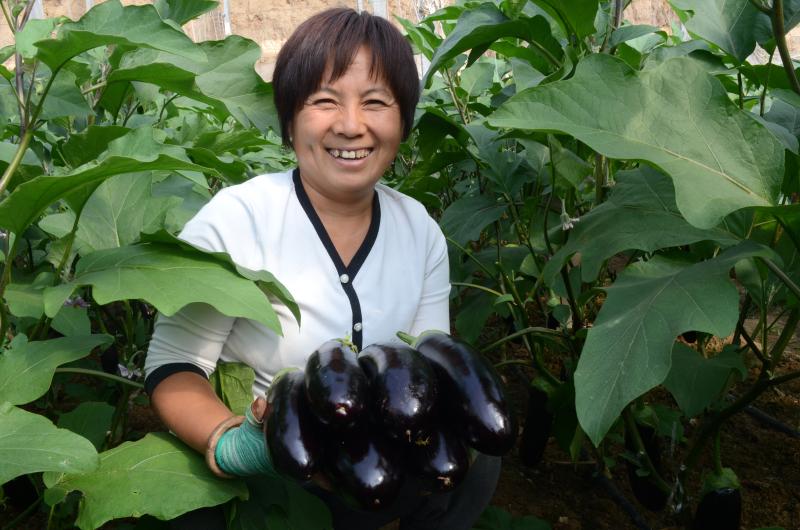 蔬菜种植鼓起农户“钱袋子”