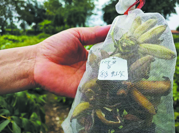 菏泽太空牡丹家族再添“新丁”