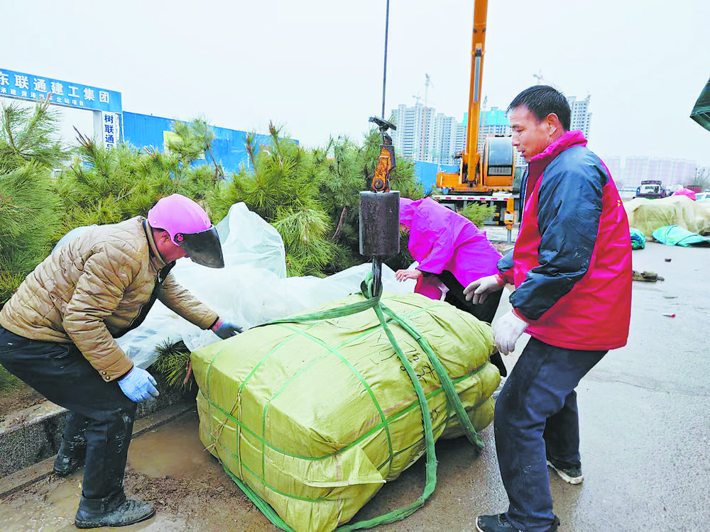 菏泽催花牡丹集中下广“淘金”