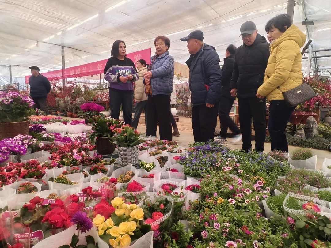 菏泽市：春节临近 花市年味渐浓