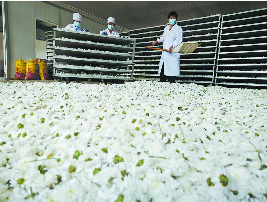 满城尽带黄金甲， 菏泽菊花绽放“美丽经济”