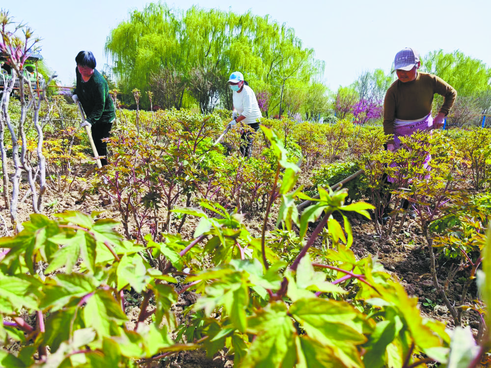 菏泽牡丹娇艳初绽待客来