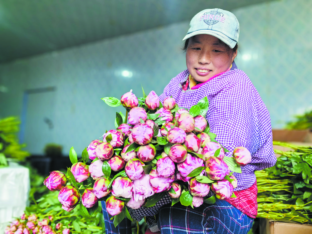 菏泽芍药“切”出美丽经济