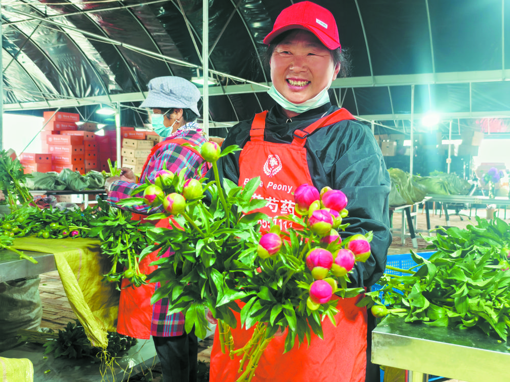 这个春天，“菏泽芍药”又要“火”