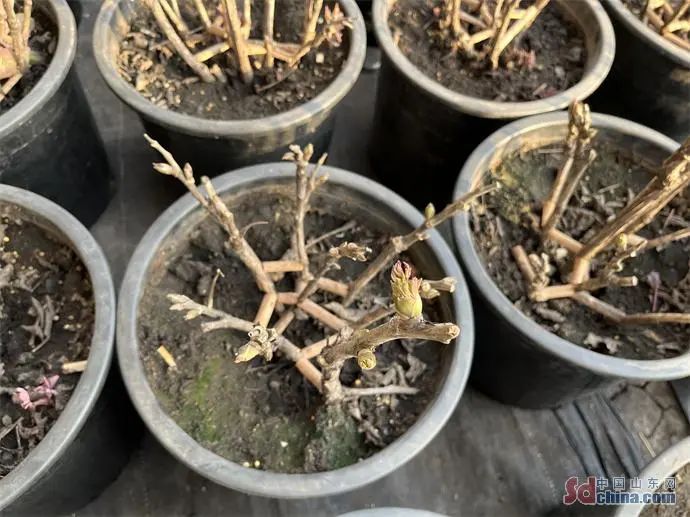 催花牡丹数量持续攀升，今年菏泽催花牡丹将突破60万盆！