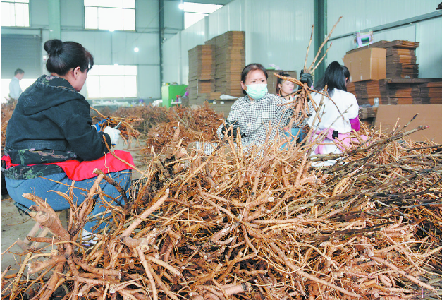 菏泽牡丹闯出“国际范”