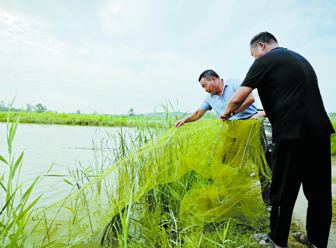 水中“捞金”，黄河故道对虾上市