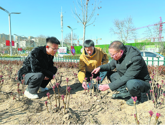 今春市区新增6万余株牡丹芍药