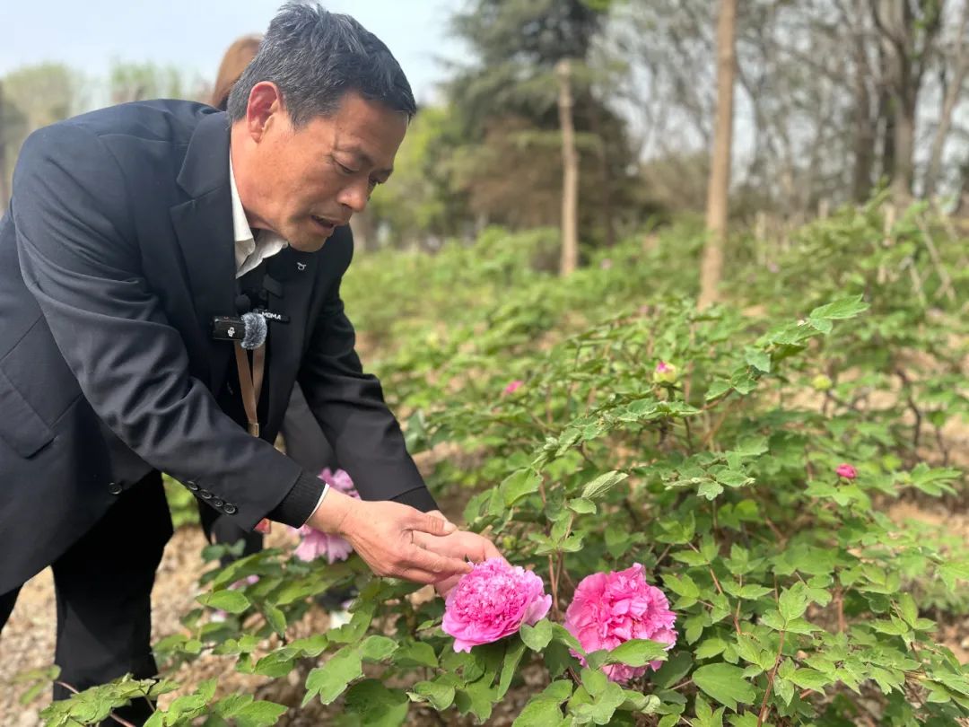 满城芬芳！菏泽街头氛围感“拉满”，等你来打卡！