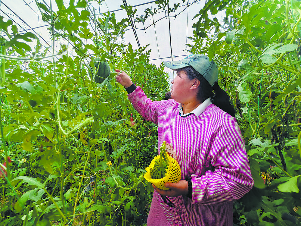 菏泽“袖珍西瓜”上市受青睐