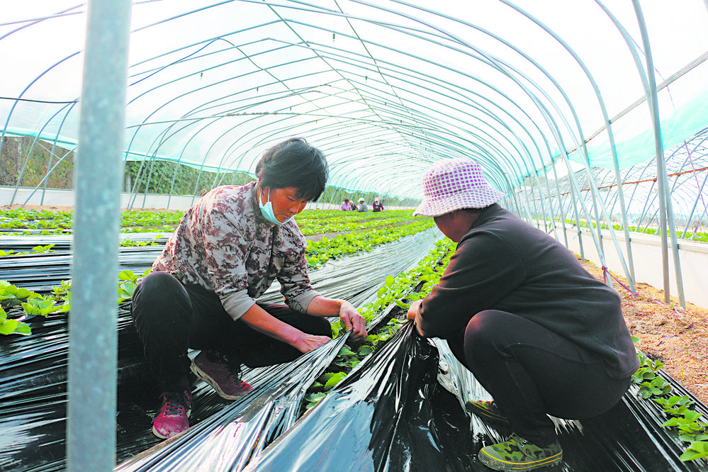 种养循环绘就生态农业新画卷