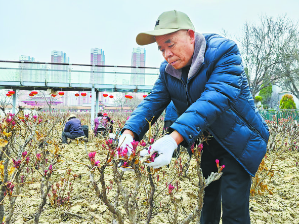 大田牡丹进入小风铃期