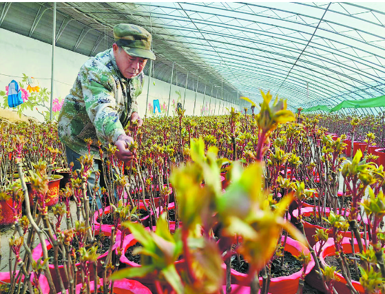 菏泽催花牡丹进入小风铃期预计价格与往年持平，国产品种一等品每