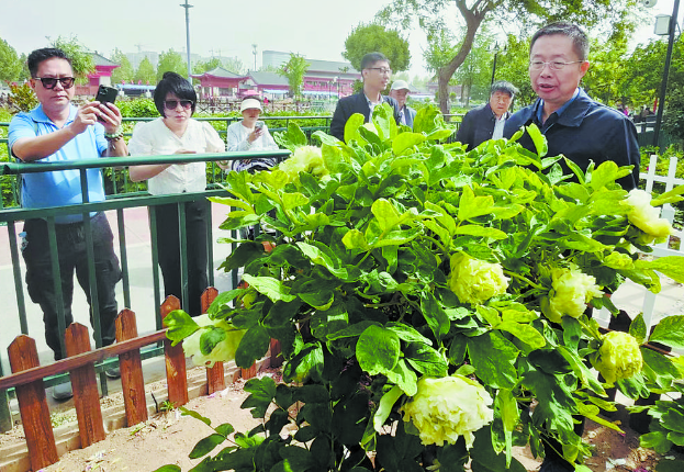 从3月底开到“五一”假期这棵颜色最绿的牡丹迎来超长花期