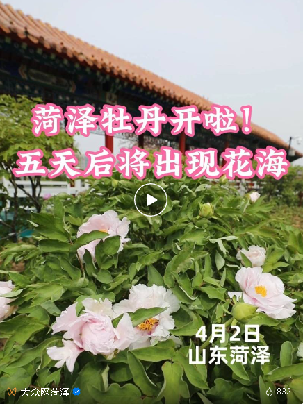 4月7日左右，菏泽可观赏牡丹花海！本地车辆不限行！