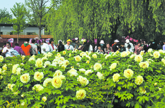 “花王”未谢 “花相”接档