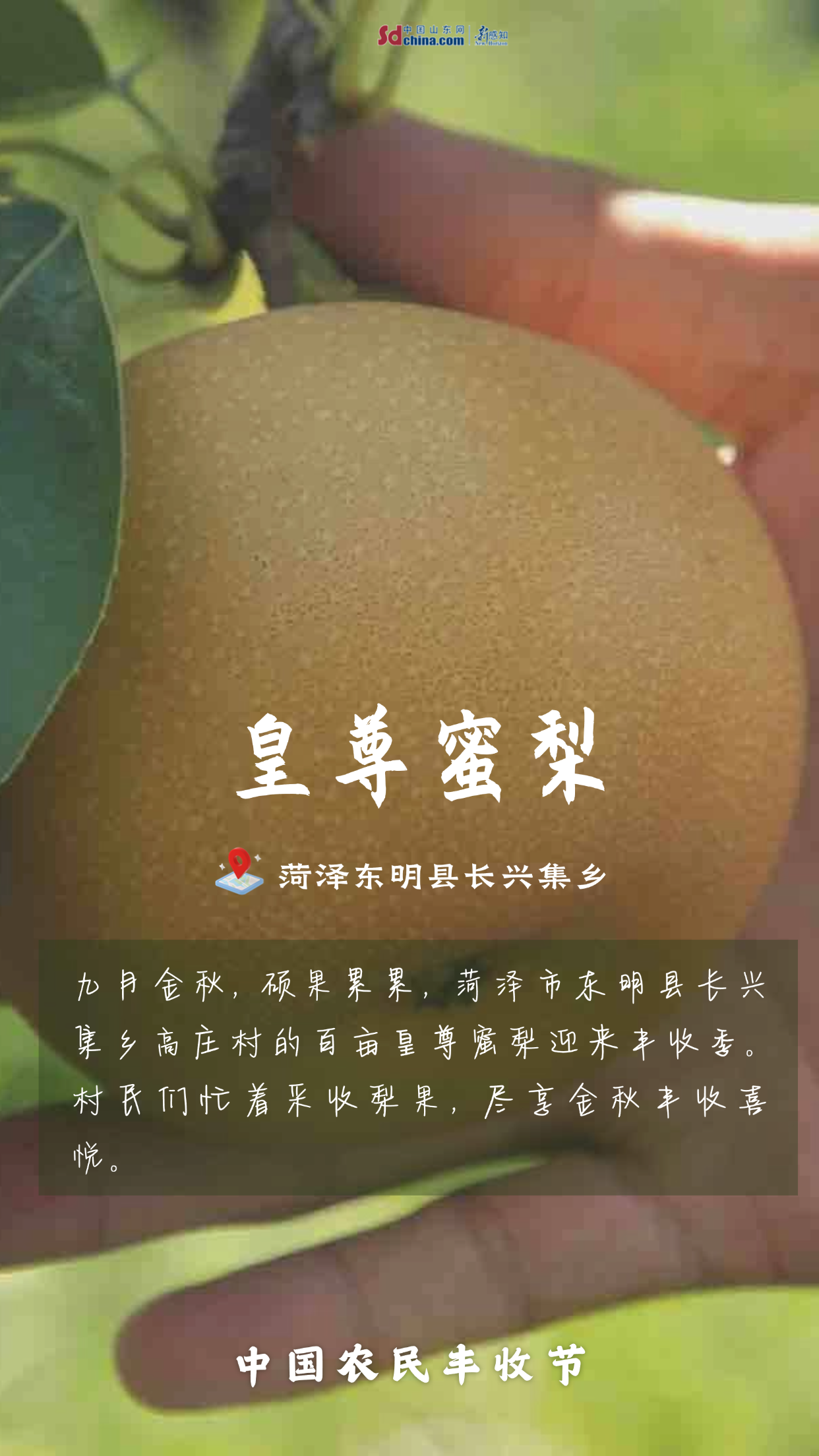 打开App 丰收那么美！一起领略菏泽好“丰”景