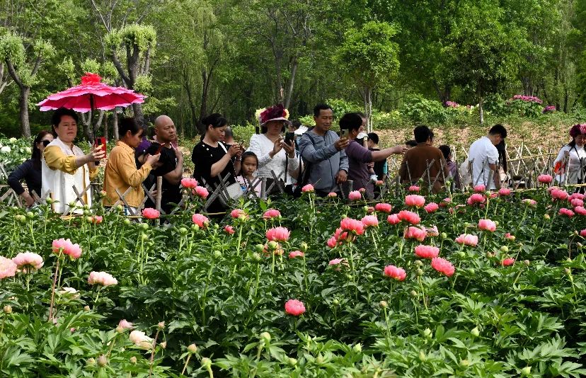 “五一”假期期间，菏泽将现芍药“花海”！