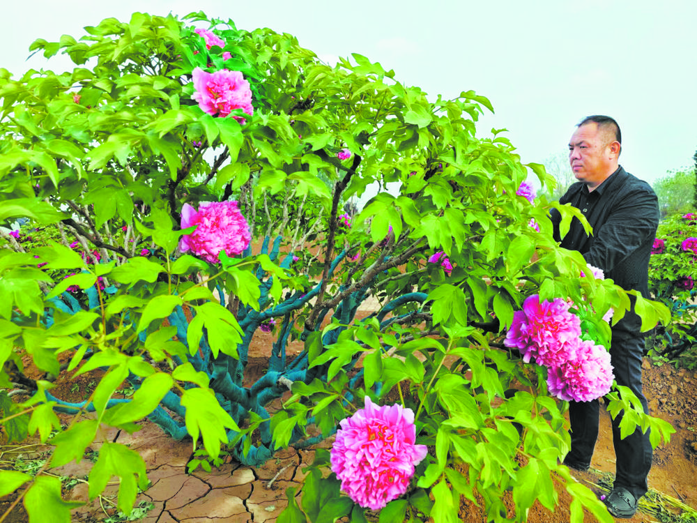 漂泊200余年“曹州牡丹”花开200余朵