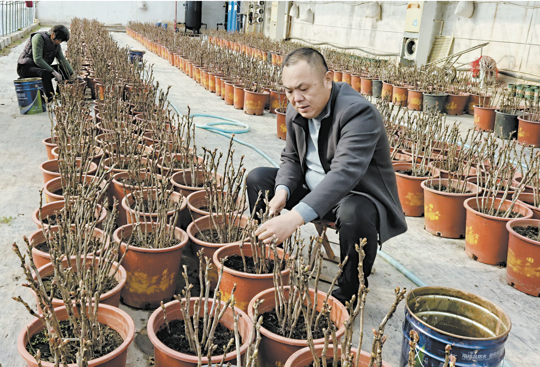 菏泽催花牡丹“创新”闯市场