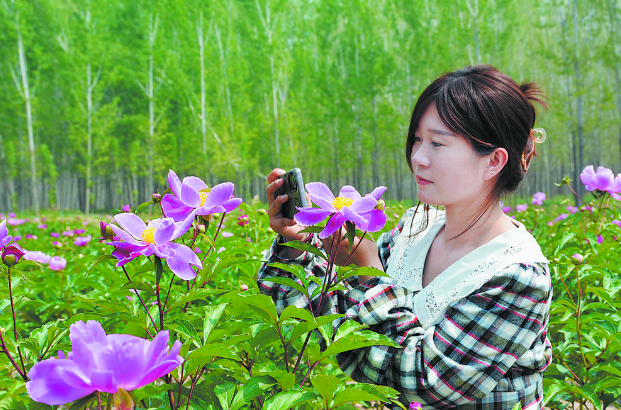 大田芍药绽放华彩