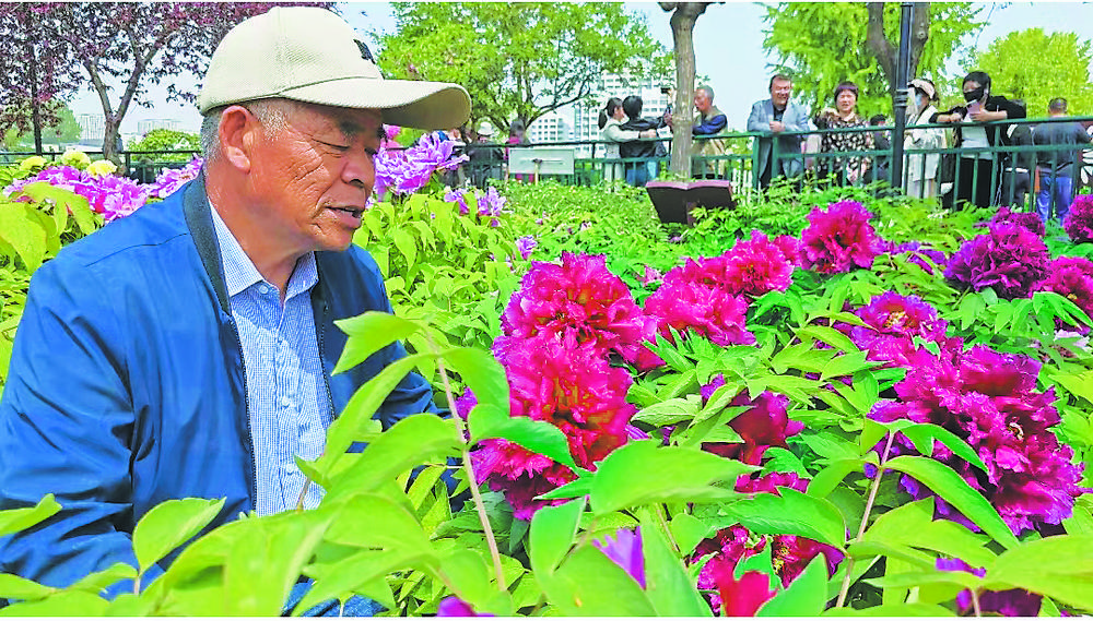 菏泽千余棵太空牡丹添彩牡丹节会