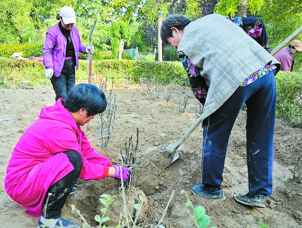 曹州牡丹园明年花海更壮观