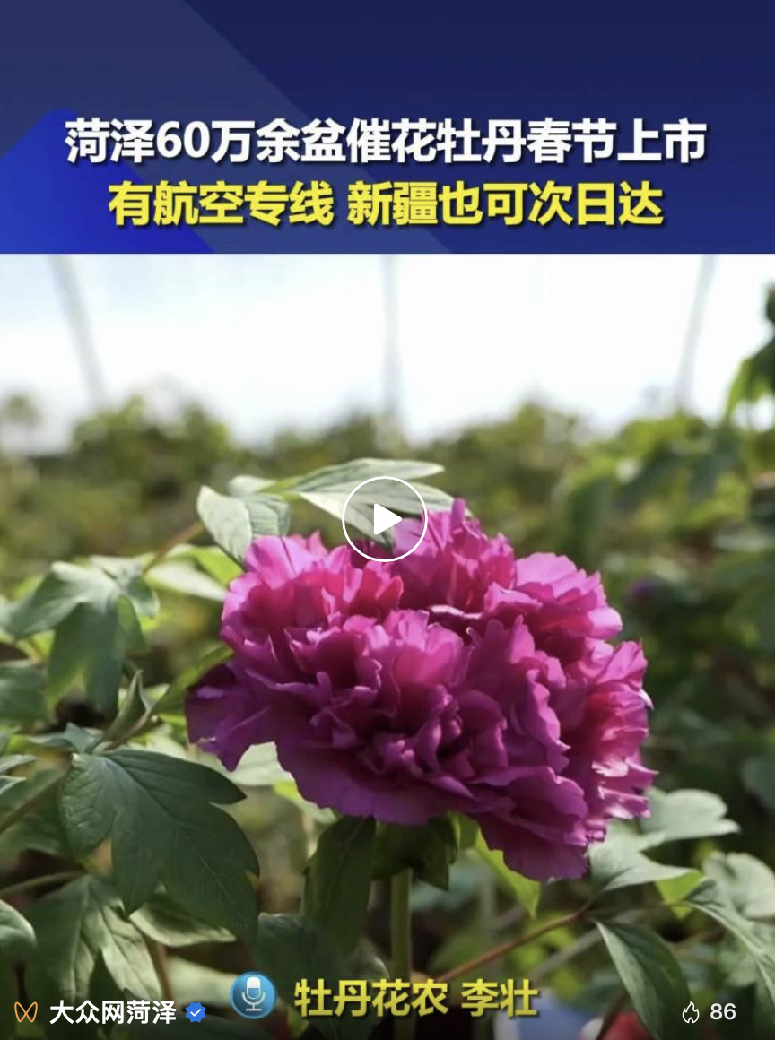 这就是山东·菏泽 | 催花牡丹坐飞机！新疆也可两天到！