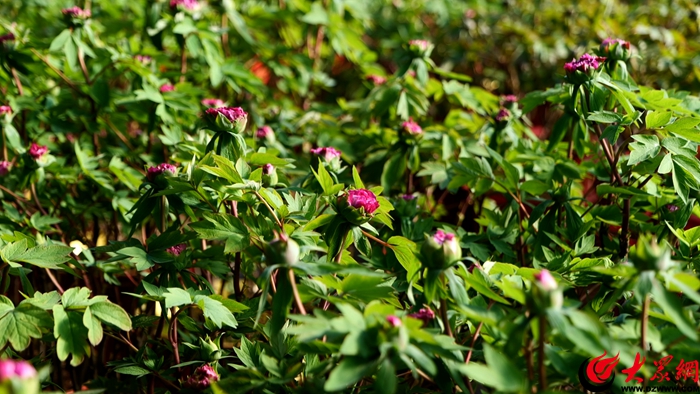 一朵花的奇幻旅行②丨1500公里的“菏”“广”催花牡丹路