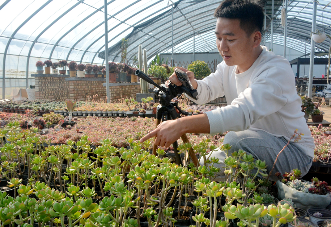 线上销售多肉 收入突破千万