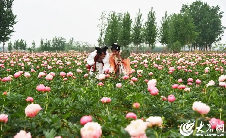 从“花王”到“花相” 菏泽芍药拿起“宠粉”接力棒