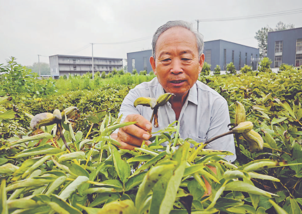 菏泽牡丹专家获梁希林业科技奖