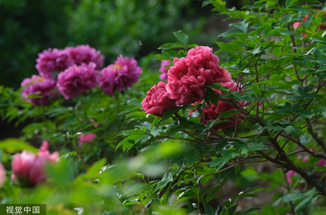 闪电深1度｜以花为媒，菏泽文旅“出圈”更“出彩”