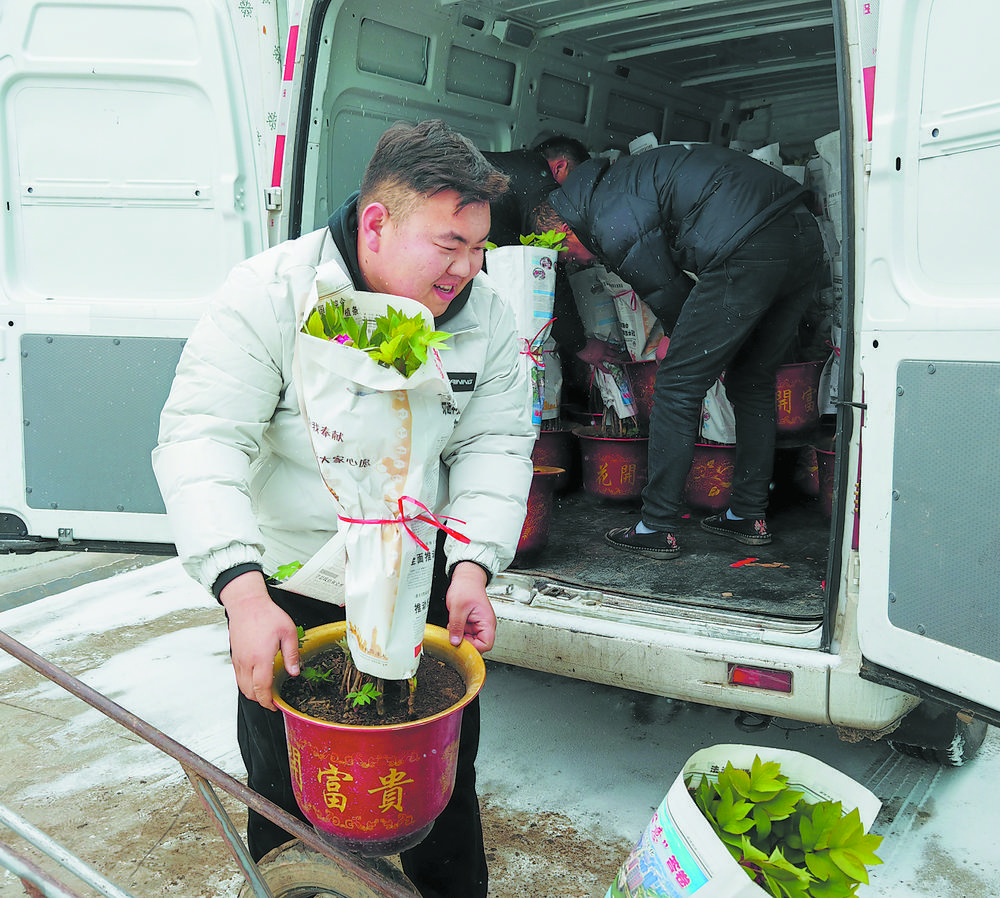 菏泽七成催花牡丹“名花有主”