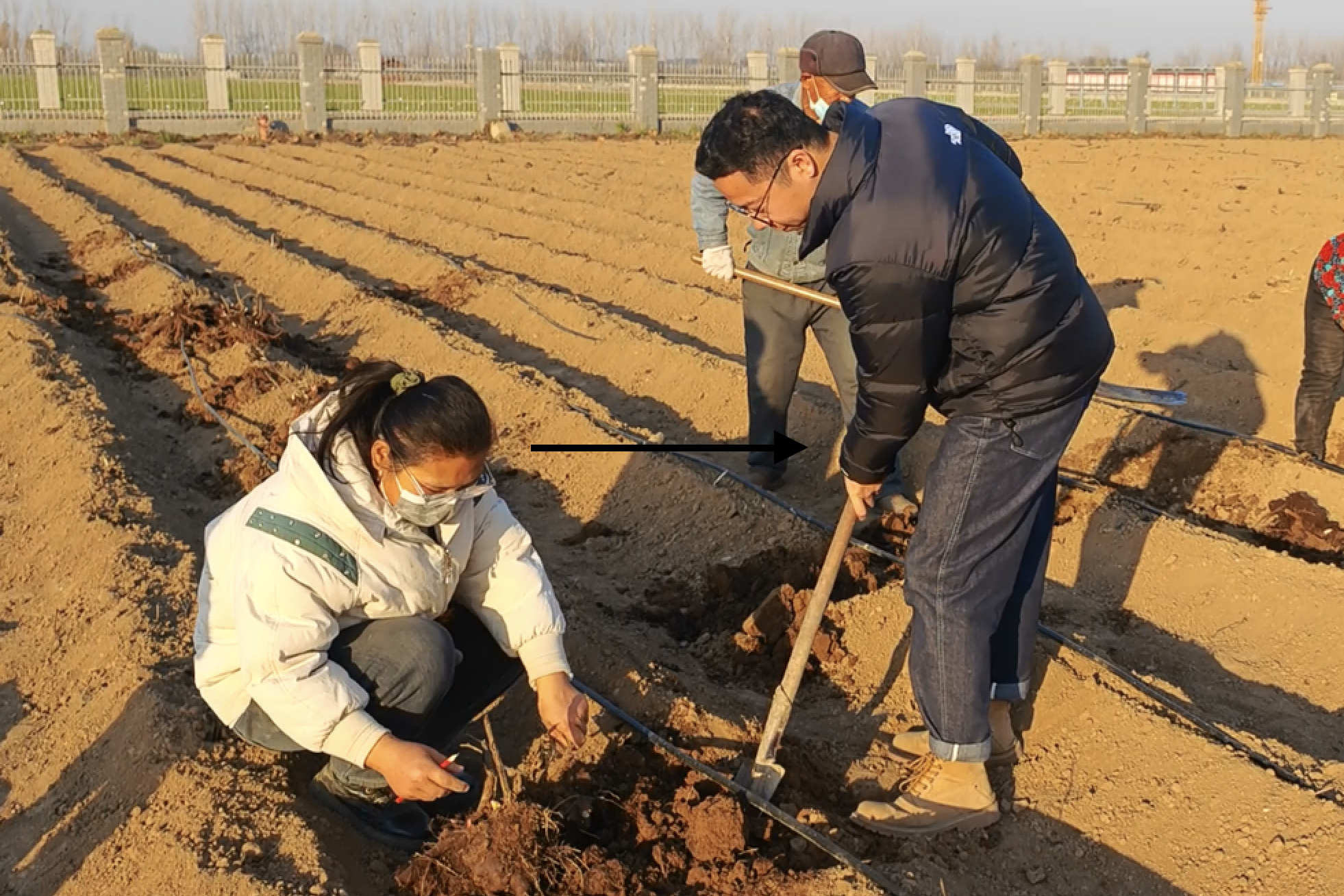 强强合作 共建牡丹芍药引种实验驯化基地