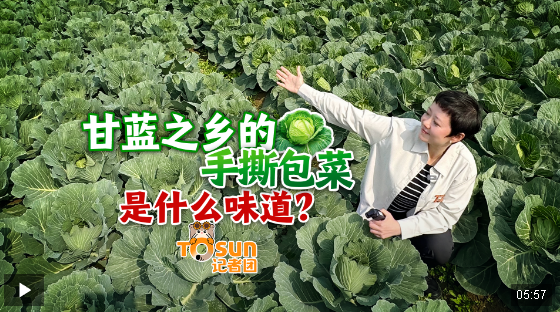 时政Vlog丨甘蓝之乡的手撕包菜是什么味道？