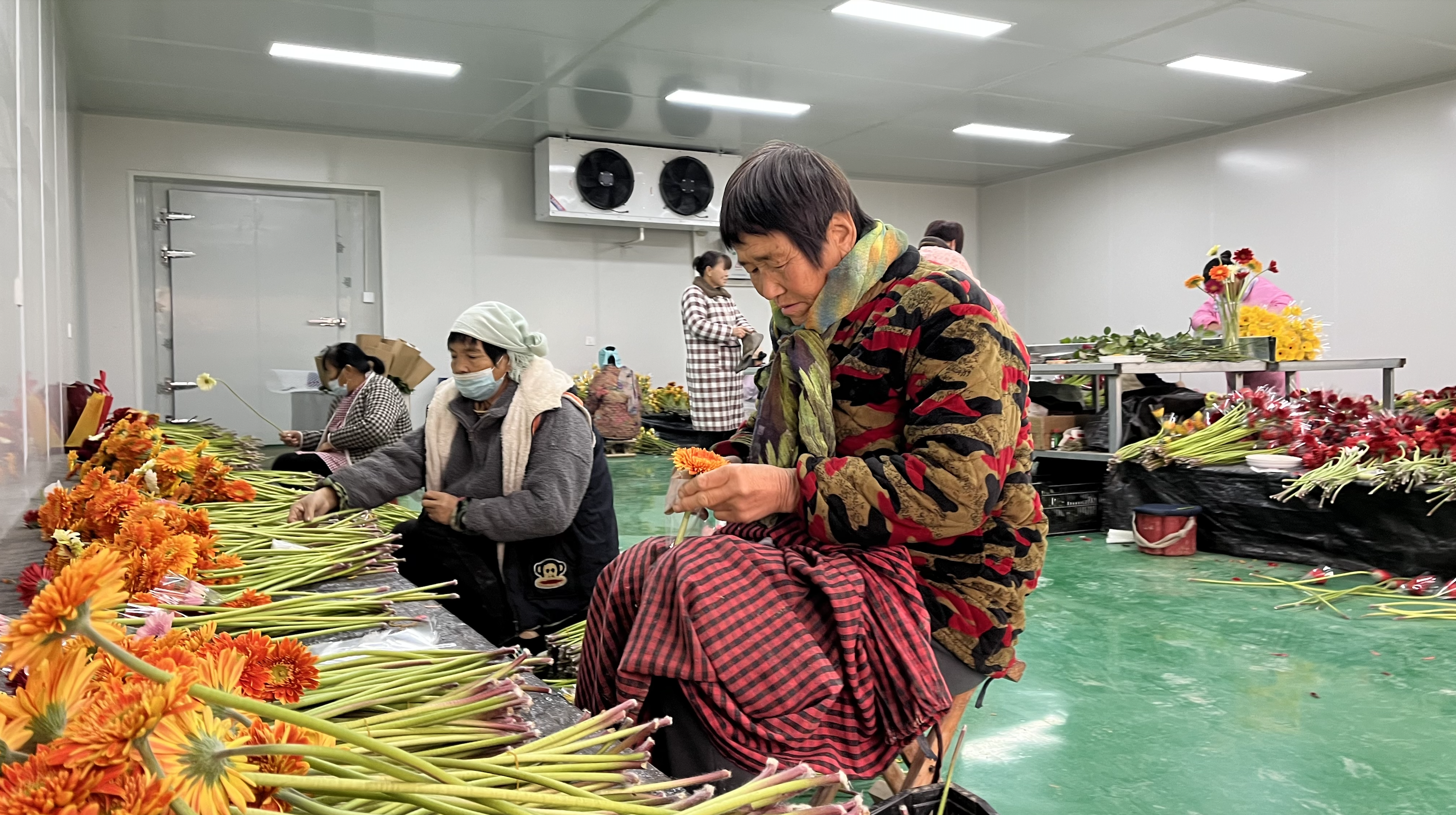 非洲菊绽开“致富花”