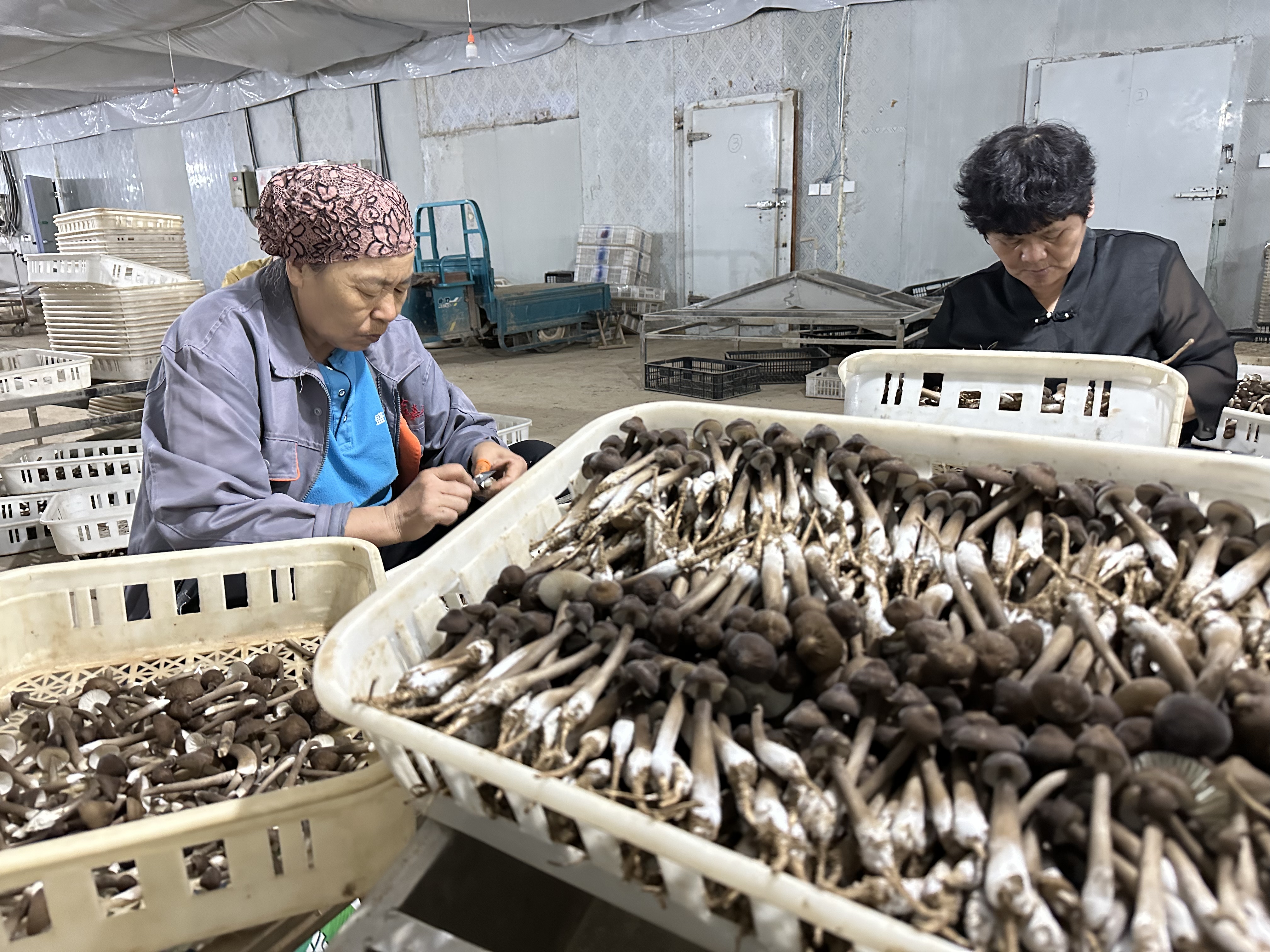 食用菌产业助推乡村振兴