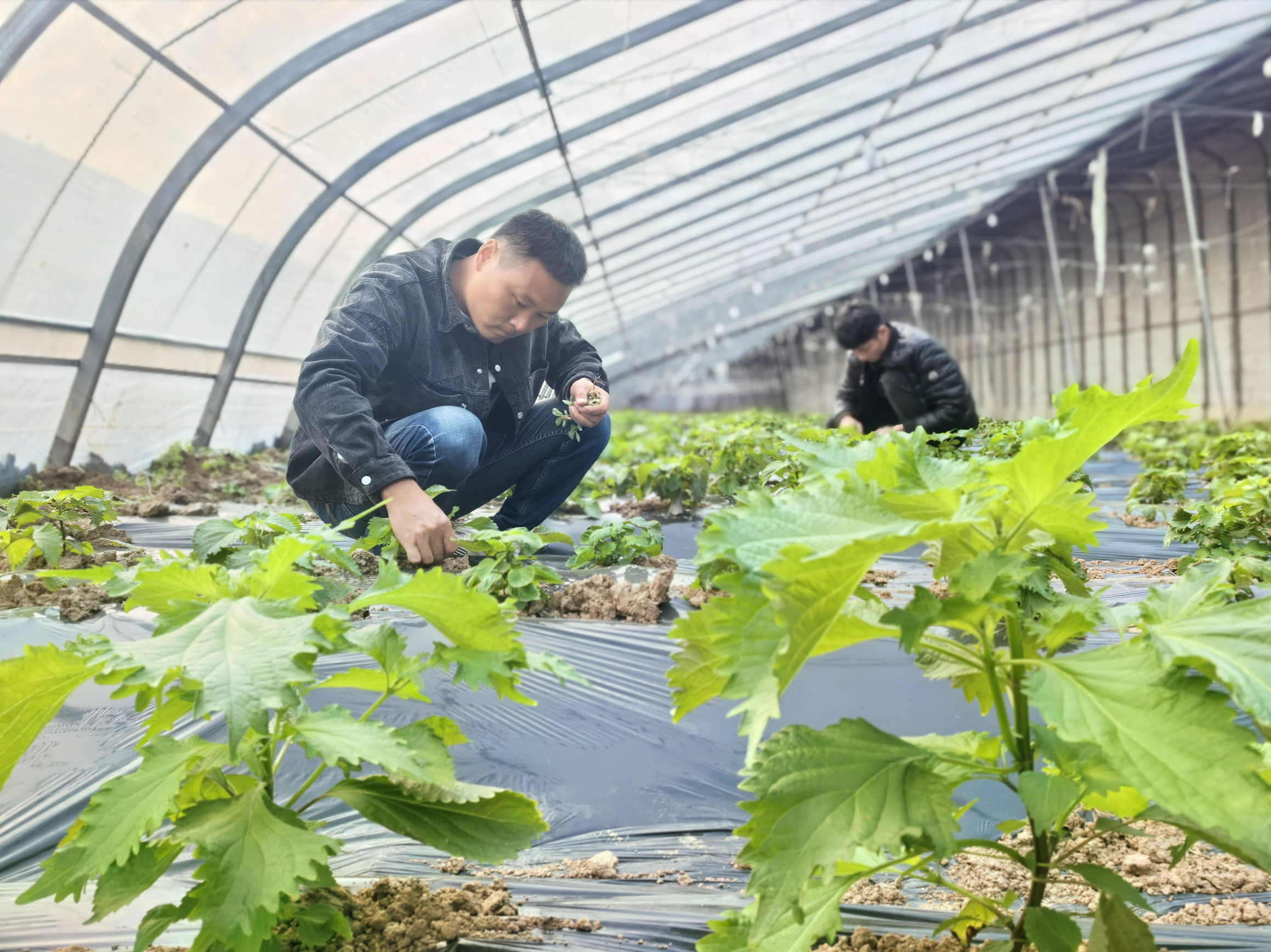 特色种植拓宽农民增收路