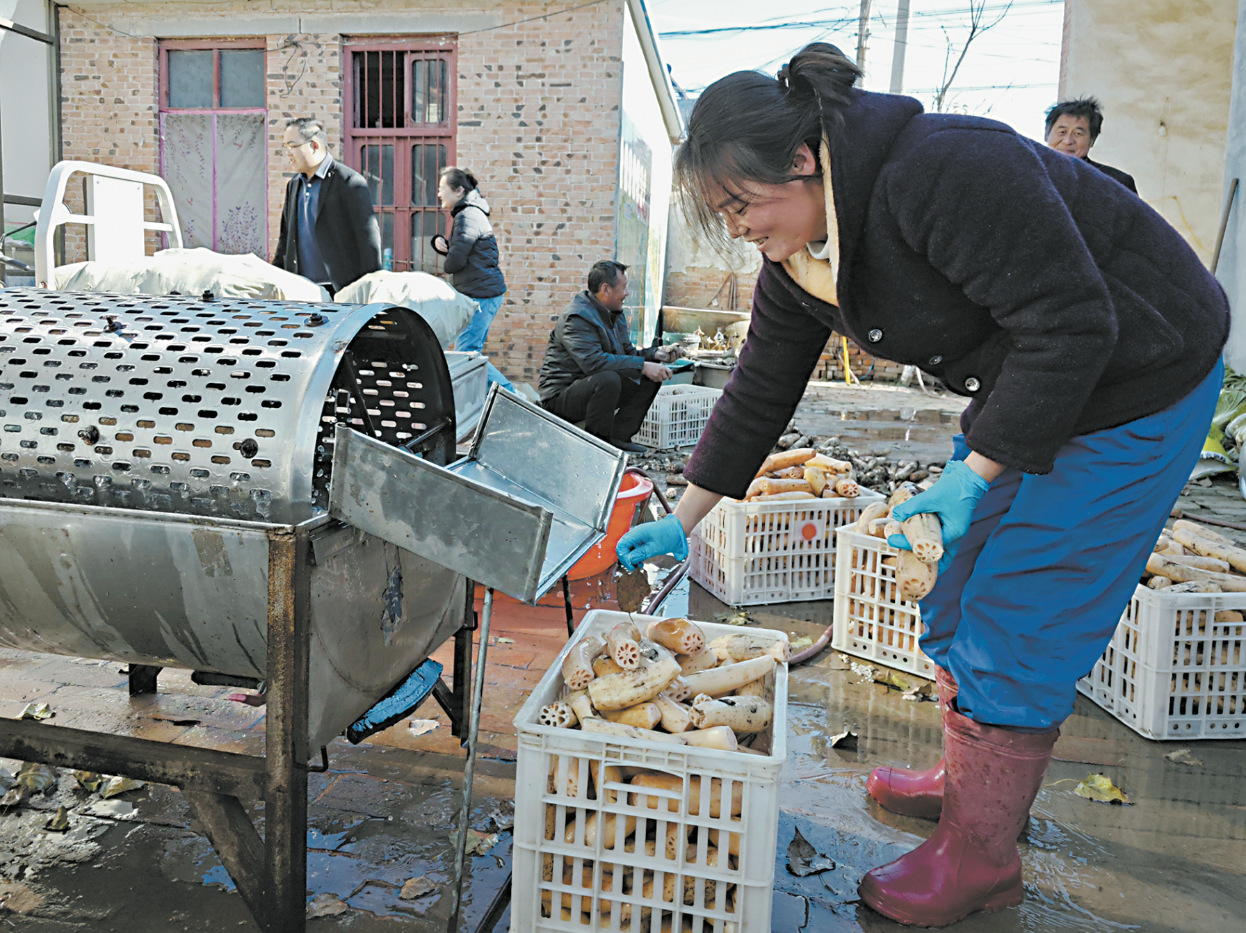 “莲”出产业链 “藕”遇致富路