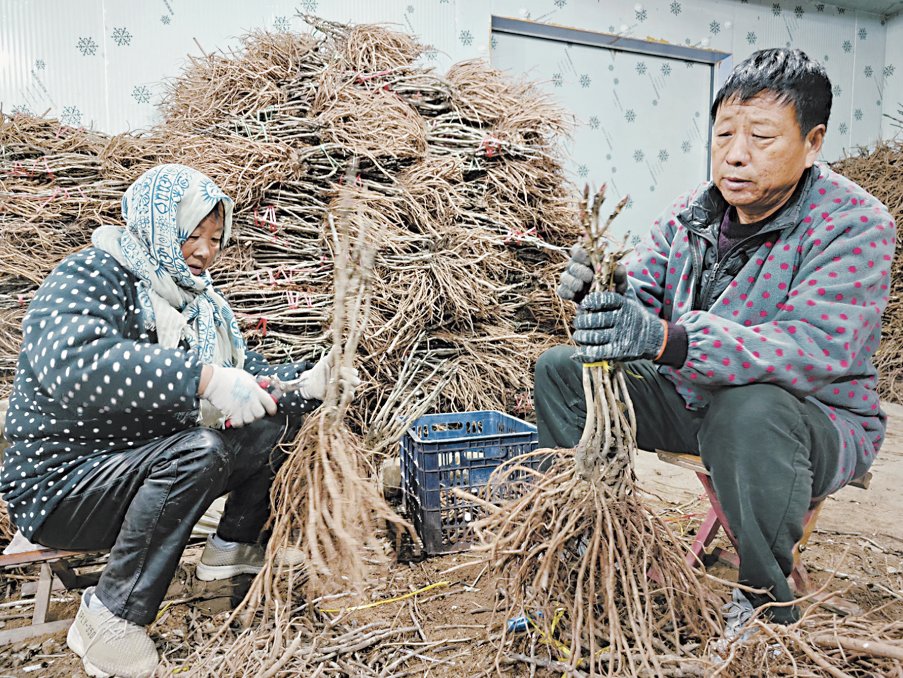 菏泽催花牡丹月底下广“争春”