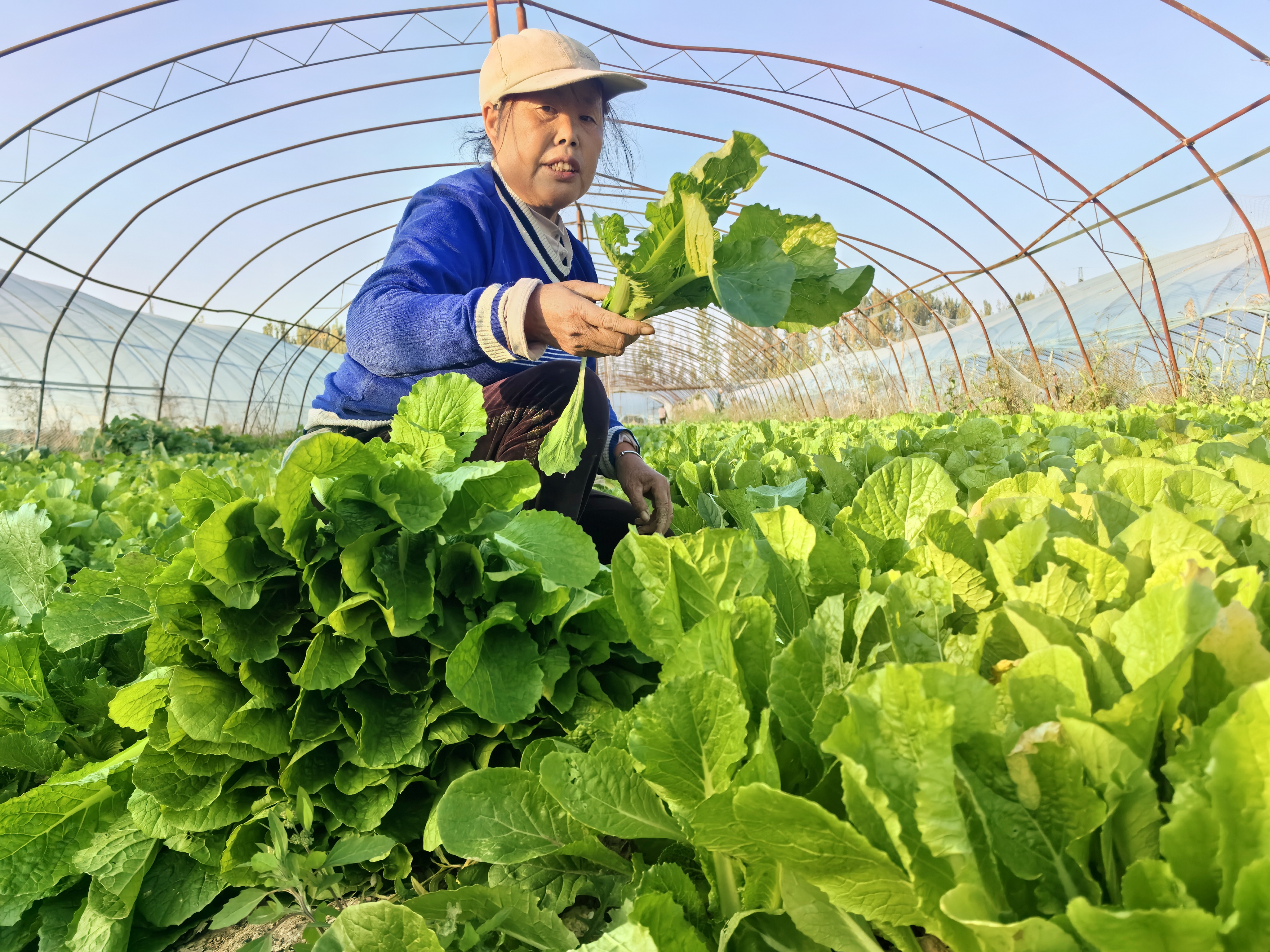 反季蔬菜助农增收