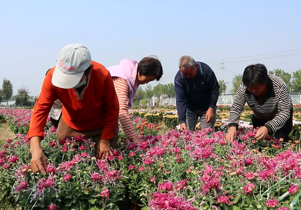 多彩菊花绽放致富路