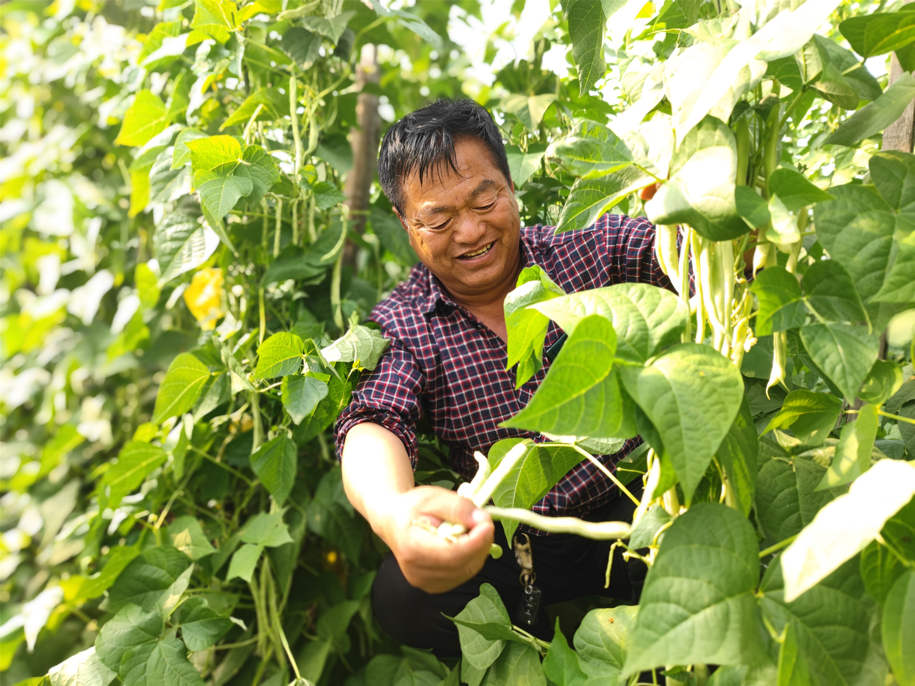 蔬菜种植助农增收