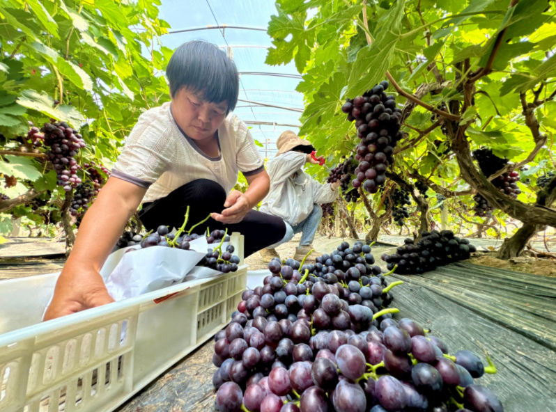 小葡萄“串”起村民致富链