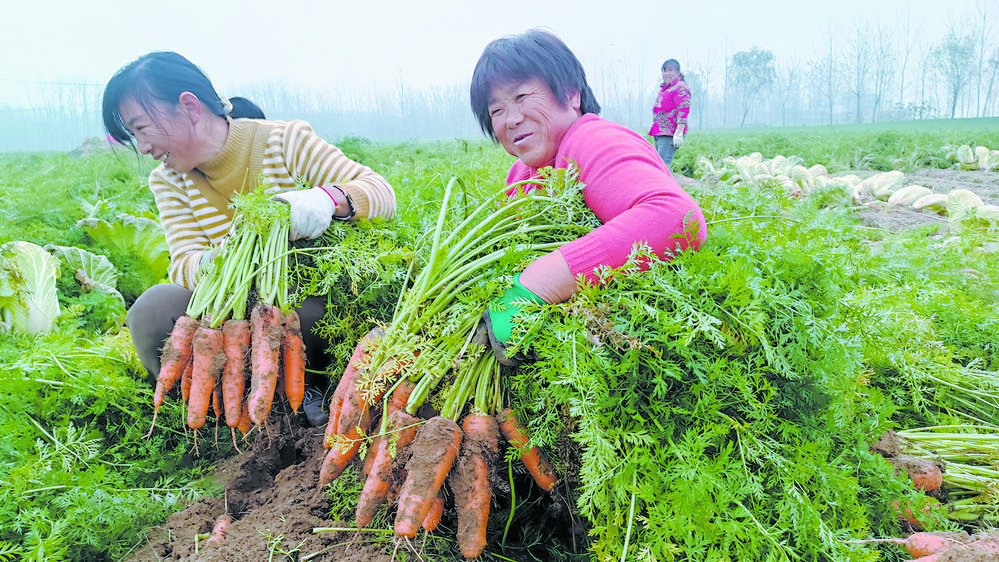 胡萝卜喜获丰收