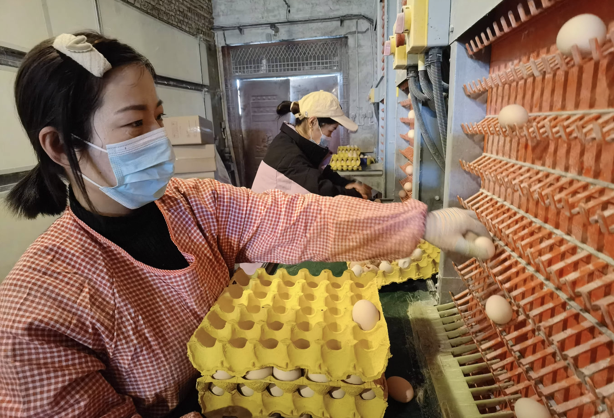 农家土鸡蛋走俏上海大市场