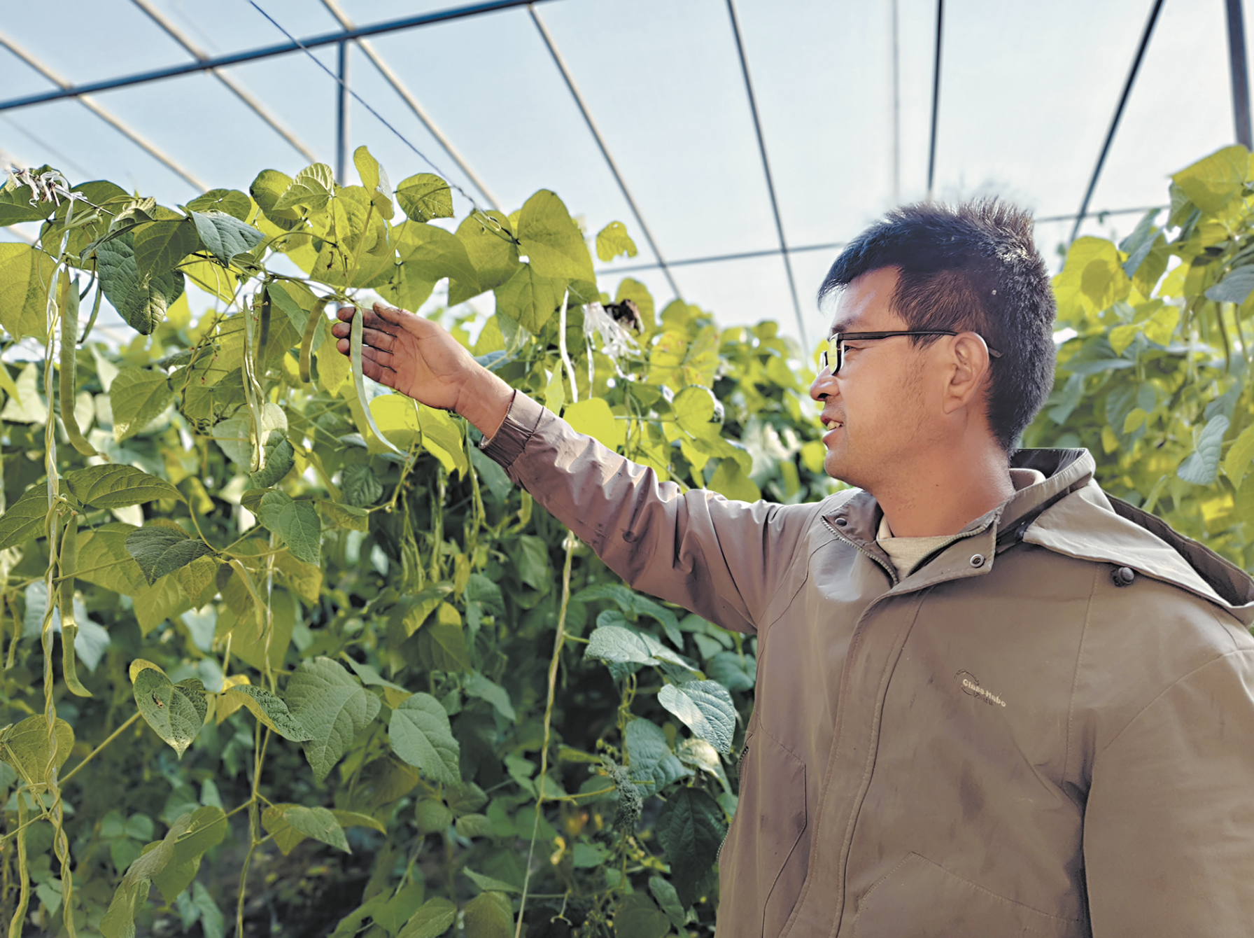 大棚芸豆喜获丰收