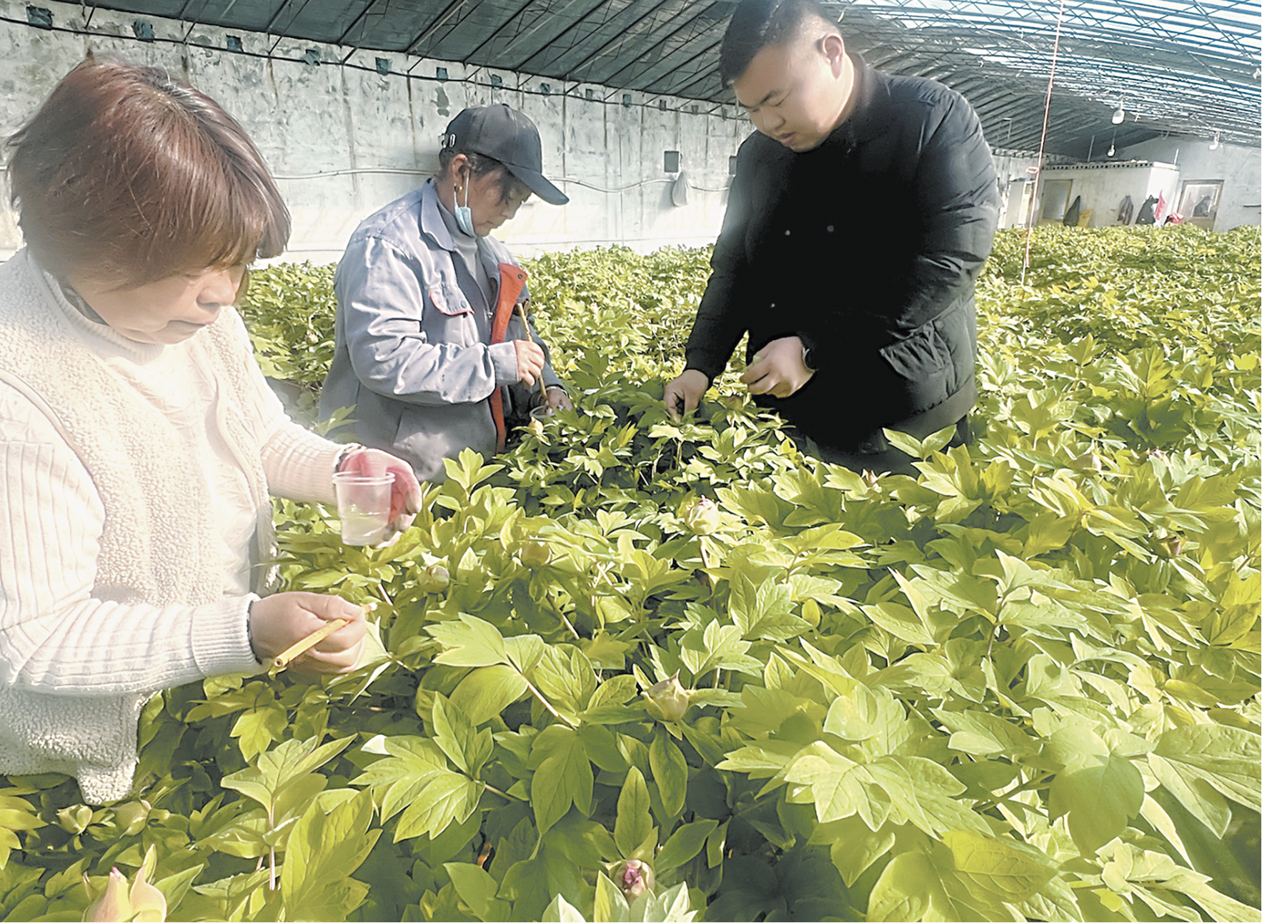 《国色芳华》热播带火菏泽牡丹