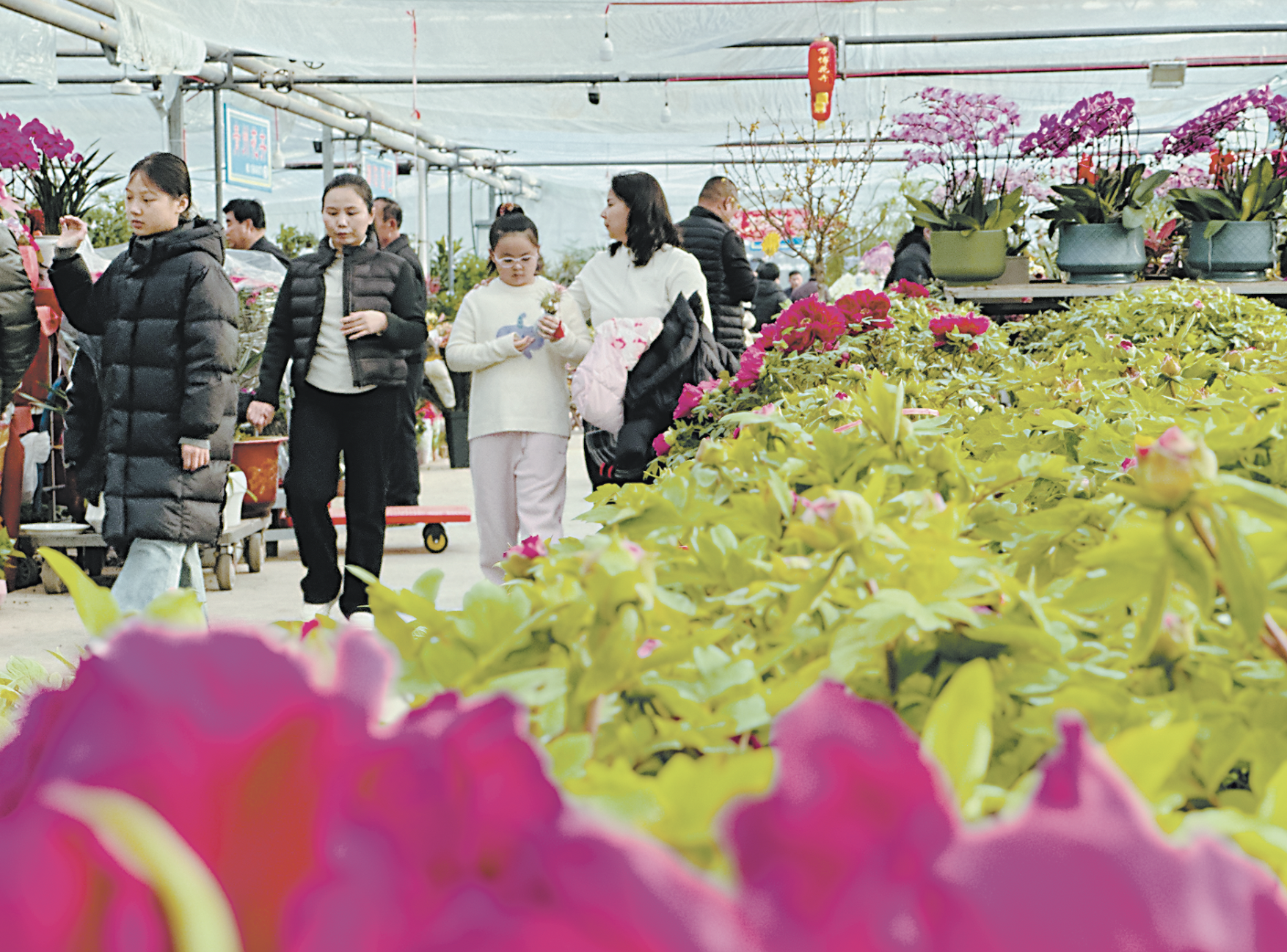 采购年宵花，扮靓春节时光